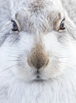 Mountain Hare (Lepus timidus) resting, close up portrait, Cairngorms, Scotland, February Mountain Hare (Lepus timidus) resting, close up portrait, Cairngorms, Scotland, February
