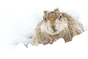 Mountain hare (Lepus timidus) resting Cairngorms, Scotland, March Mountain hare (Lepus timidus) resting Cairngorms, Scotland, March