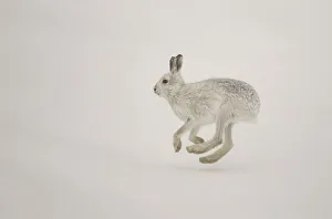 Mountain hare (Lepus timidus) running across snow in winter, Cairngorms National Park Mountain hare (Lepus timidus) running across snow in winter, Cairngorms National Park