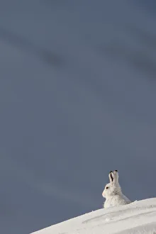 Mountain hare (Lepus timidus) sitting on a ridge, in winter coat in snow, Cairngorms NP