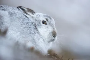 Mountain hare (Lepus timidus) on snow, Cairngorms National Park, Scotland. January Mountain hare (Lepus timidus) on snow, Cairngorms National Park, Scotland. January