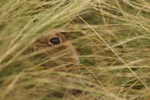 Mountain hare {Lepus timidus} sub-adult leveret concealed in its hiding place in grass Mountain hare {Lepus timidus} sub-adult leveret concealed in its hiding place in grass