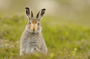 Mountain hare (Lepus timidus) sub-adult leveret, Cairngorms National Park, Scotland Mountain hare (Lepus timidus) sub-adult leveret, Cairngorms National Park, Scotland