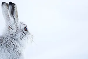 Mountain Hare (Lepus timidus) side view portrait, Cairngorms, Scotland, February Mountain Hare (Lepus timidus) side view portrait, Cairngorms, Scotland, February