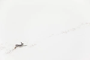 Mountain hare (Lepus timidus) in white winter coat stretching - in snowy habitat, Scotland