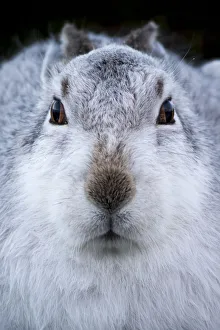 Mountain hare (Lepus timidus) in white winter coat, Cairngorms National Park, Scotland Mountain hare (Lepus timidus) in white winter coat, Cairngorms National Park, Scotland