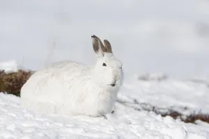 Expressions Gallery: Mountain hare (Lepus timidus) in winter coat in snow, Scotland, UK, February