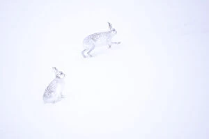 Two Mountain hares (Lepus timidus) running in deep snow, Monadhliath Mountains, Highlands, Scotland, UK. March