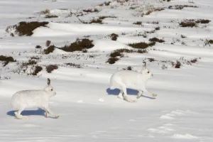 Two Mountain hares (Lepus timidus) in winter coats, running over snow, Cairngorms NP Two Mountain hares (Lepus timidus) in winter coats, running over snow, Cairngorms NP