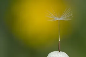 Mountain hawkbit (Leontodon montanus) with one seed left, Liechtenstein, June 2009 Mountain hawkbit (Leontodon montanus) with one seed left, Liechtenstein, June 2009