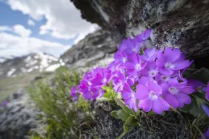 Mountain primrose (Primula villosa) in rock crevice at 2300m in elevation Mountain primrose (Primula villosa) in rock crevice at 2300m in elevation