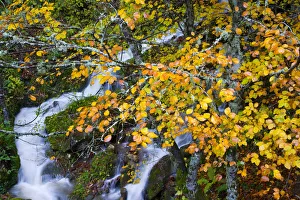 Mountain stream in autumn with beech trees, Picos de Europa NP, Raino, Leon, Northern Mountain stream in autumn with beech trees, Picos de Europa NP, Raino, Leon, Northern