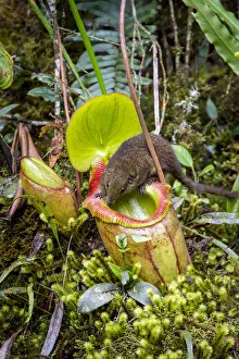 Mountain tree shrew (Tupaia montana) feeding on nectar secreted by the endemic Pitcher Mountain tree shrew (Tupaia montana) feeding on nectar secreted by the endemic Pitcher