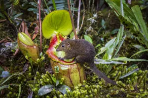 Mountain tree shrew (Tupaia montana) feeding on nectar secreted by the endemic Pitcher Mountain tree shrew (Tupaia montana) feeding on nectar secreted by the endemic Pitcher