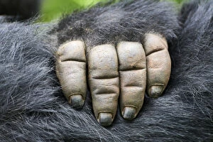 Hominoidea Gallery: Moutain gorilla (Gorilla beringei beringei) close up of hand, Virunga National Park