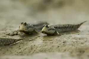 Images Dated 9th April 2006: Mudskippers {Periophthalmus sp} forage on the mudflats of a mangrove channel, Sundarban Forest