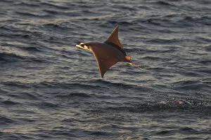 Breaches Gallery: Munks mobula ray / Devilray (Mobula munkiana) leaping out of the water, Sea of Cortez
