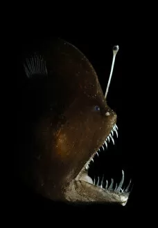 Images Dated 11th November 2007: Murrays abyssal anglerfish (Melanocetus murrayi) Atlantic ocean