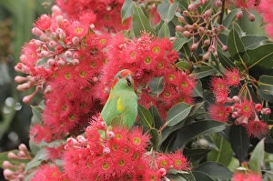 Images Dated 10th February 2011: Musk lorikeet (Glossopsitta concinna) amongst flowers in a Eucalyptus tree