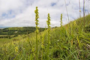 Musk orchid (Herminium monorchis) growing on the scarp slope of the Cotswolds at Crickley Musk orchid (Herminium monorchis) growing on the scarp slope of the Cotswolds at Crickley