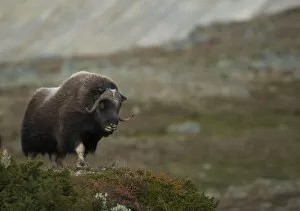 Images Dated 16th September 2012: Musk Ox (Ovibos moschatus) in mountainous habitat. Dovrefjell National Park, Norway, September