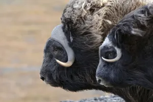 Musk ox (Ovibos moschatus) two in profile, Wrangel Island, Far Eastern Russia, September Musk ox (Ovibos moschatus) two in profile, Wrangel Island, Far Eastern Russia, September
