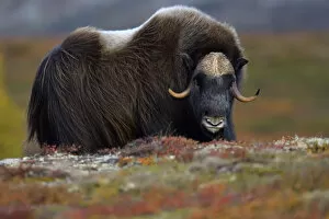 Images Dated 20th September 2018: Muskox (Ovibos moschatus), male portrait. Dovrefjell National Park, Norway