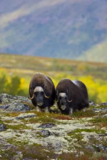 Muskox (Ovibos moschatus) on the tundra in autumn, Dovrefjell NP, Norway, September 2008 Muskox (Ovibos moschatus) on the tundra in autumn, Dovrefjell NP, Norway, September 2008
