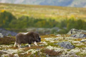 Muskox (Ovibos moschatus) walking across the tundra in autumn, Dovrefjell NP, Norway Muskox (Ovibos moschatus) walking across the tundra in autumn, Dovrefjell NP, Norway