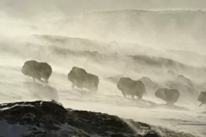 Images Dated 24th February 2009: Muskox (Ovibos moschatus) walking through wind blowing snow, Dovrefjell National Park