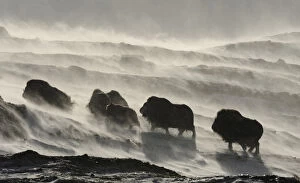 Images Dated 24th February 2009: Muskox (Ovibos moschatus) walking through wind blowing snow, Dovrefjell National Park
