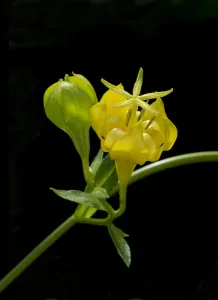 Musquia (Musschia aurea) flower. Cultivated in glasshouse, UK. Pollinated by Lizard Musquia (Musschia aurea) flower. Cultivated in glasshouse, UK. Pollinated by Lizard