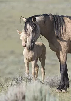 Images Dated 23rd June 2007: Mustangs / wild horses, cremello colt Cremosso with mare, McCullough Peaks herd, Wyoming