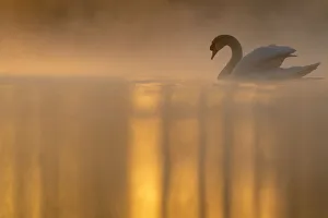 Mute swan (Cygnus olor) backlit on a misty morning. Valkenhorst Nature reserve Mute swan (Cygnus olor) backlit on a misty morning. Valkenhorst Nature reserve