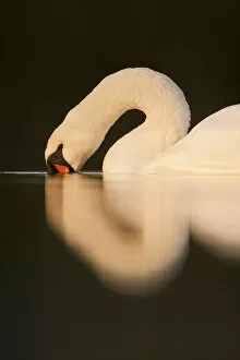 Images Dated 9th November 2009: Mute Swan (Cygnus olor) with its beak in water. Fife, Scotland, November