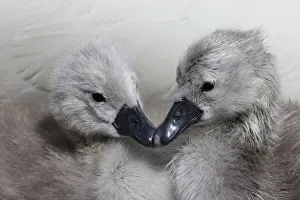 Two Mute swan (Cygnus olor) cygnets, Dorset, UK Two Mute swan (Cygnus olor) cygnets, Dorset, UK