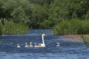 Mute swan (Cygnus olor) and cygnets on water, Westhay Moor SWT reserve, Somerset Levels Mute swan (Cygnus olor) and cygnets on water, Westhay Moor SWT reserve, Somerset Levels