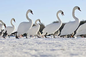Images Dated 4th December 2010: Mute Swan (Cygnus olor) group walking on ice at sunrise. Glasgow, Scotland, December