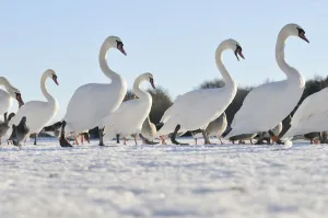 Mute Swan (Cygnus olor) group walking on ice at sunrise. Glasgow, Scotland, December Mute Swan (Cygnus olor) group walking on ice at sunrise. Glasgow, Scotland, December