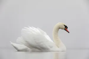 Mute swan (Cygnus olor) on a misty morning, with wings raised up in aggressive stance Mute swan (Cygnus olor) on a misty morning, with wings raised up in aggressive stance