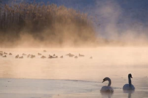 Images Dated 6th February 2012: Mute swan (Cygnus olor) pair on misty lake, Amsterdamse Waterleidingduinen Nature Reserve