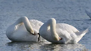 Mute swan (Cygnus olor) pair preening in unison, Gloucestershire, UK, December Mute swan (Cygnus olor) pair preening in unison, Gloucestershire, UK, December