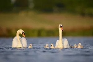 Mute swan (Cygnus olor) parents and cygnets swimming, London, UK, April Mute swan (Cygnus olor) parents and cygnets swimming, London, UK, April