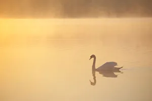 Mute swan (Cygnus olor) on River Spey at dawn, Cairngorms National Park, Scotland Mute swan (Cygnus olor) on River Spey at dawn, Cairngorms National Park, Scotland