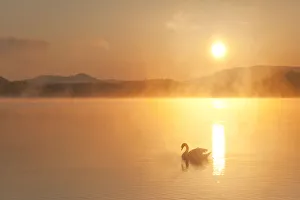 Mute swan (Cygnus olor) on River Spey at dawn, Cairngorms National Park, Scotland Mute swan (Cygnus olor) on River Spey at dawn, Cairngorms National Park, Scotland