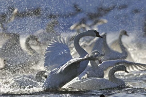 Images Dated 4th December 2010: Mute Swan (Cygnus olor) taking off from flock on water