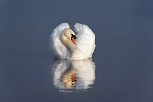 Images Dated 15th December 2009: Mute swan (Cygnus olor) on water, England, December