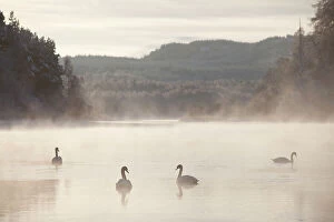 Images Dated 22nd December 2009: Mute swan (Cygnus olor) four on water in winter dawn mist, Loch Insh, Cairngorms NP