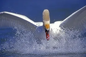 Mute swan landing on water {Cygnus olor} Switzerland Mute swan landing on water {Cygnus olor} Switzerland