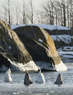 Images Dated 21st February 2013: Mute Swans (Cygnus olor) foraging, southwest Finland, February